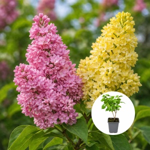 Liliac Syringa – bicolor roz cu galben - Ghiveci P9