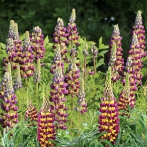 Lupinus - West Manhattan – Pachet 1 Rădăcină - Aqua Flowers - Img 1