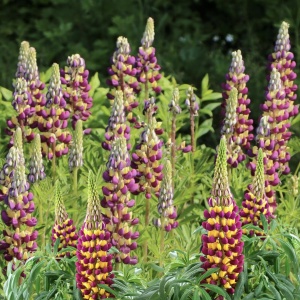 Lupinus - West Manhattan – Pachet 1 Rădăcină
