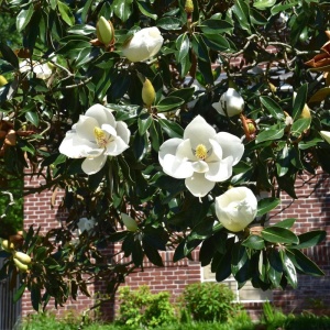 Magnolia Grandiflora Francois Treyve - Ghiveci 3L
