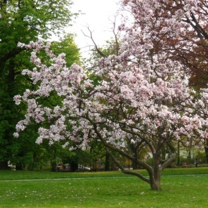 Magnolia Soulangeana Alexandrina - Ghiveci 3L - - Img 2