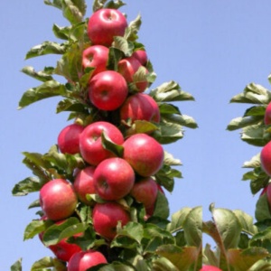 Măr Columnar Ostankino – Ghiveci - Pom fructifer pentru Grădină mică, Balcon si Terasa