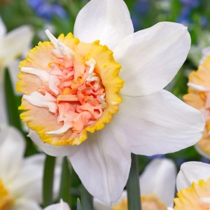 Narcise - Petit Four – Pachet 3 bulbi