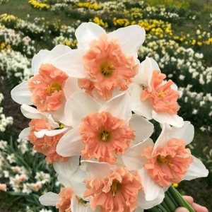 Narcise - Pink Wonder – Pachet 3 bulbi