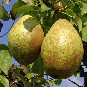 Păr - Contesa de Paris - Anul 2-3 - Înălţime la livrare 170-190 cm - Img 3