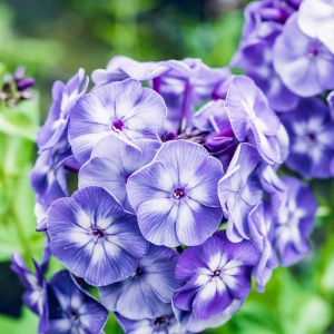 Phlox - Amethyst Brumrele – Pachet 1 rădăcină - Img 3