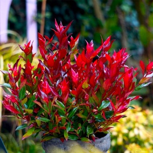 Photinia fraseri Red – Ghiveci 2L - 60 - 70 cm - Img 1