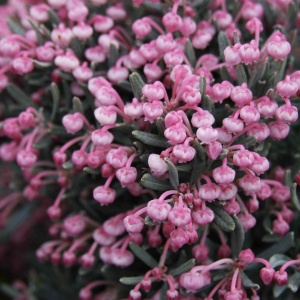 Plantă de exterior - Andromeda polifolia – Plantă la ghiveci - Aqua Flowers - Img 3