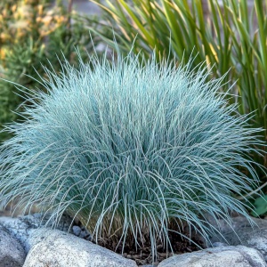 Plantă decorativă - Festuca glauca 'Compacta Blue' - Ghiveci