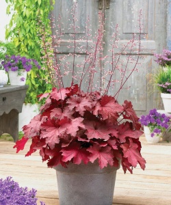 Plantă decorativă - Heuchera 'Cherry Truffles' - Ghiveci P14 - Inaltime la livrare 20-30 cm - Aqua Flowers (Copy 1) - Img 3
