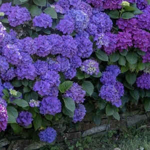 Plantă decorativă - Hortensia Hydrangea - Endless - Ghiveci 2L