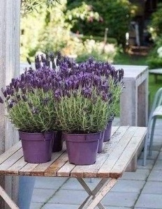 Plantă decorativă - Lavanda angustifolia 'Forever Blue' - Ghiveci 2L - Inaltime la livrare 30-40cm - Aqua Flowers - Img 2