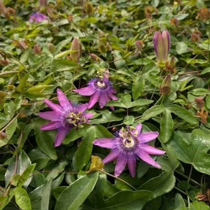 Plantă decorativă - Passiflora caerulea Lavender Lady - ghiveci - Img 2