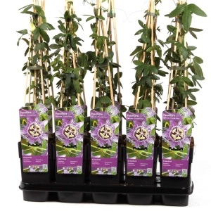Plantă decorativă - Passiflora caerulea Purple Haze - ghiveci 2L - Img 2