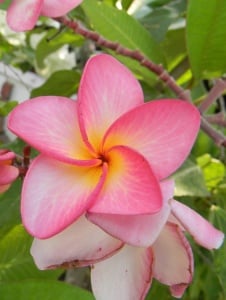 Plantă interior - Plumeria - Aqua Flowers - Img 1