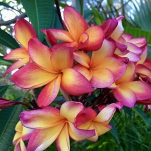 Plantă interior - Plumeria Rainbow (Frangipani) – Plantă la ghiveci