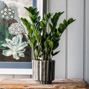 Plantă interior - Zamioculcas - Ghiveci 3L - Aqua Flowers - Img 1