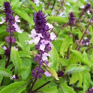 Plante aromatice - Busuioc cu scorțișoară - Ghiveci