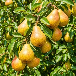 Pom fructifer-Păr Untoasă Hardy – Rădăcină Ambalată-Anul 3