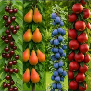 Set 4 Pomi Fructiferi Columnari – Păr, Prun, Măr, Cireș- Anul 2 – Rădăcină Ambalată
