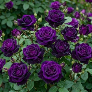 Trandafir Floribunda Parfumat Dark Velvet- Radacina ambalata- Anul 2