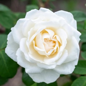 Trandafiri cățǎrători - Iceberg - Ghiveci 2L - Aqua Flowers - Img 2