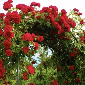 Trandafiri cățǎrători - Mushimara Red - Ghiveci 2L - Aqua Flowers - Img 3
