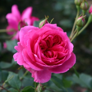 Trandafiri cățǎrători - Pink Cloud - Ghiveci 2L - Aqua Flowers - Img 2