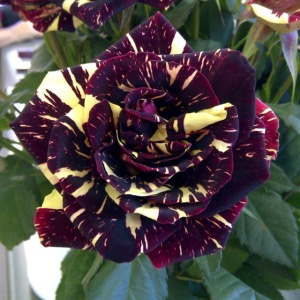 Trandafiri Floribunda Abracadabra - ghiveci 3L - Aqua Flowers - Img 2