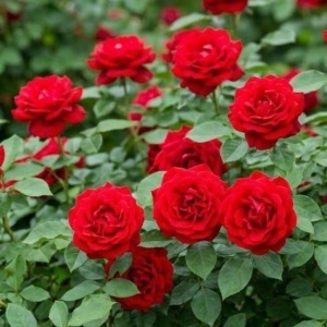 Trandafiri Floribunda - Red Rose Blush - Radacina ambalata- Anul 2