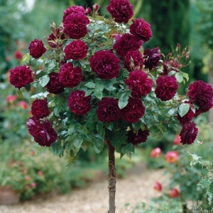 Trandafiri Pomisor - Barkarola Parfumat Bordo - Rădăcină Ambalată