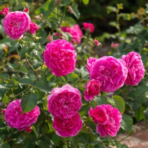 Trandafiri Pomişor - Blush Charm - Ghiveci 5L - H 150 - 160 cm - Img 2