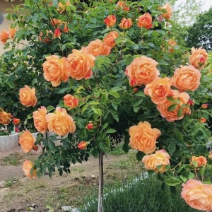 Trandafiri pomișor - Royal Orange Parfumat - Aqua Flowers