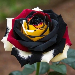 Trandafiri 'Rosa Garden' Hibrizi Carnival Blaze - Anul 3 - Ghiveci 2L