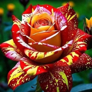 Trandafiri 'Rosa Garden' Hibrizi Fireburst - Rădăcină Ambalată Anul 2