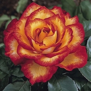 Trandafiri Rosa Spectrum Hibrizi Fireburst - Anul 3 - Ghiveci 2L