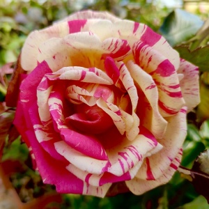 Trandafiri teahibrizi - Broceliande - Ghiveci 2L - Img 4