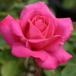 Trandafiri teahibrizi - Pink - Ghiveci 2L - Aqua Flowers - Img 3