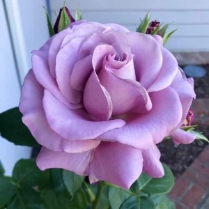 Trandafiri teahibrizi - Sissi - Anul 3 - Ghiveci 2L