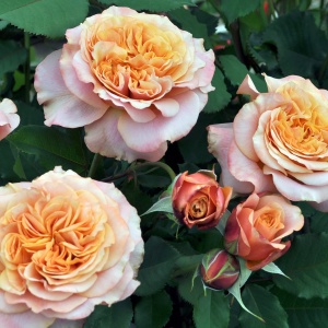 Trandafiri teahibrizi - Sunbelt Crazy Love - Ghiveci 3L