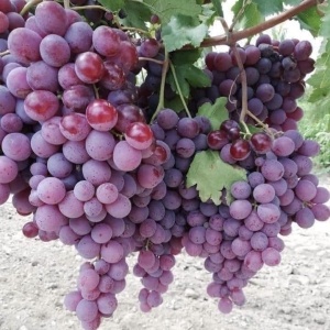 Vita de Vie - Crimson - Seedless - Fara samburi - Anul 2 - Ghiveci 2L - Aqua Flowers - Img 2