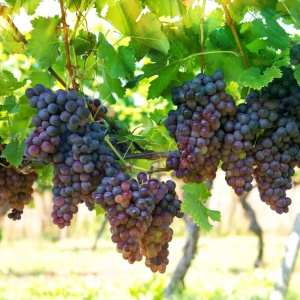 Vita de Vie - Kismis Moldavski - Seedless(Fără Sâmburi) - Ghiveci 2L - Img 2