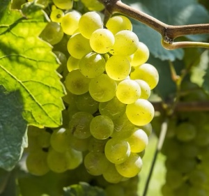Vita de Vie - Moldova Alb - Wine of Moldova - Anul 2 - Ghiveci 2L - Aqua Flowers - Img 3
