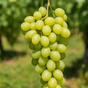 Vita de Vie Prezentabil - Rădăcină - Anul 3