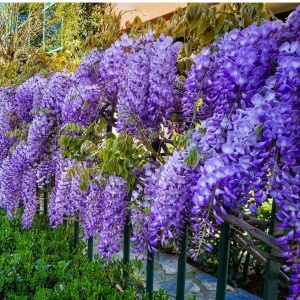 | Wisteria Glicina - Blue Moon - Ghiveci 3L - 70-90 cm