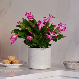 𝟮+𝟭 𝗖𝗔𝗗𝗢𝗨 🎁 Mix 3 x Givece Crăciunel Roz - Schlumbergera - Cactus - Img 2