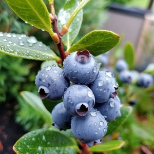 Afin - Duke - Rădăcină Ambalată - Anul 2 - Img 3