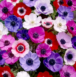 Anemone - De Caen Mixed – Pachet 20 bulbi