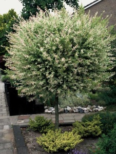 Arbore/arbust - Salcie Japoneză (Salix Hakuro) - inălțime la livrare 140cm-160cm - ghiveci - Aqua Flowers - Img 1