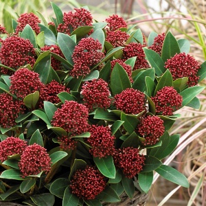Arbust - Liliac Japonez – Skimmia Japonica Red – Ghiveci - H 50 cm - Img 3